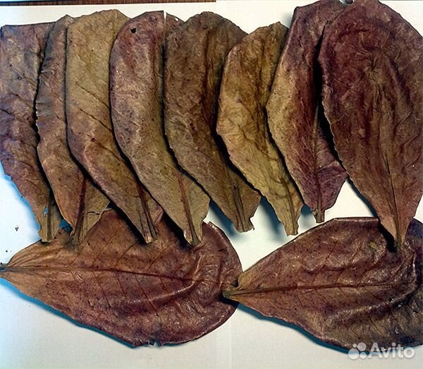 Ольха, Амбровое дерево, Шишки. Миндаль