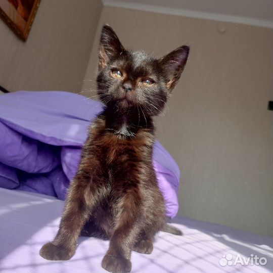 Кошечка Ася