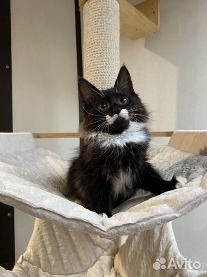 Сибирский котенок