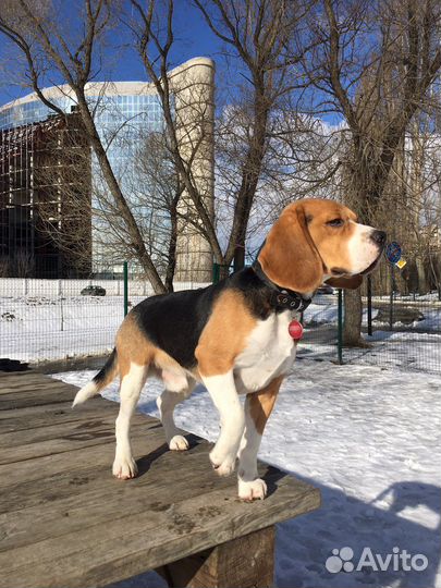 Бигль вязка