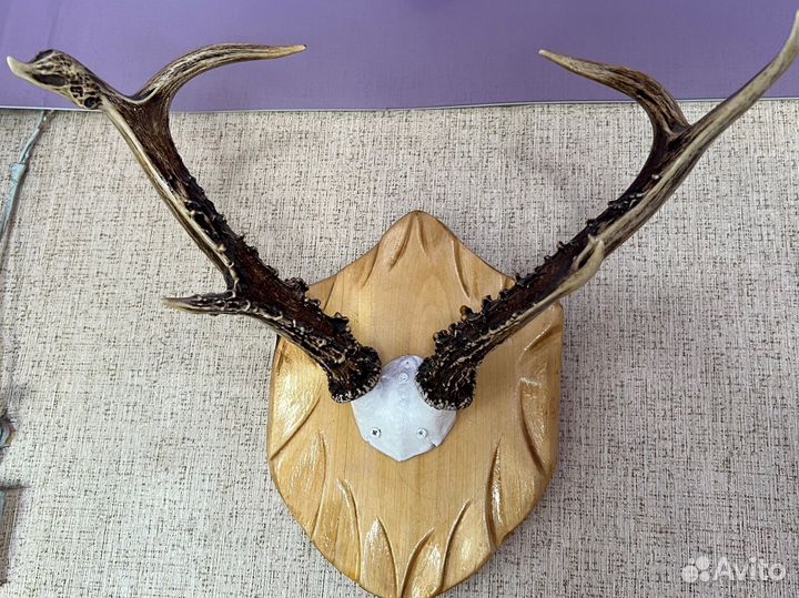 Рога оленя