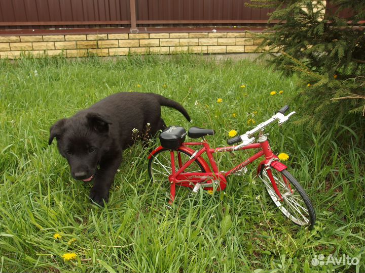 Щенки Восточно европейской овчарки