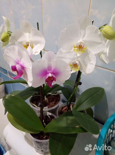 Коллекционные орхидеи
