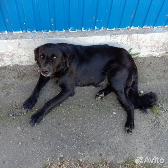 Собаку в добрые руки