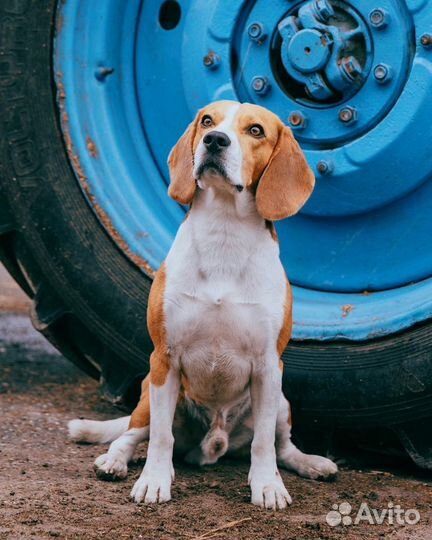 Бигль. Вязка