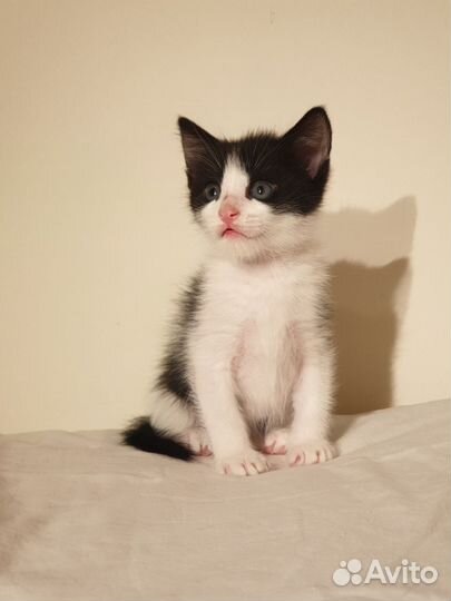 Лучик - котенок мальчик 1,5 мес