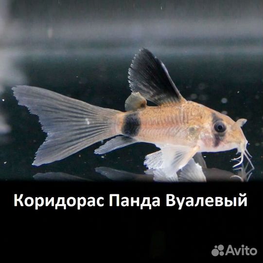 Голд Страйп Неон CW10 Коридорасы сомики разные