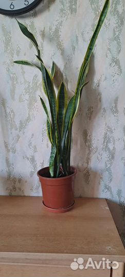 Сансевиерия лауренти