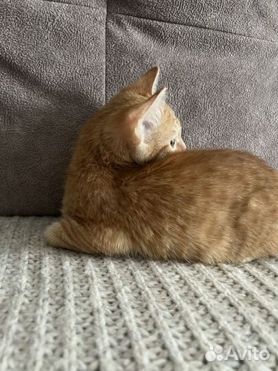 Котенок мальчик 3 месяца