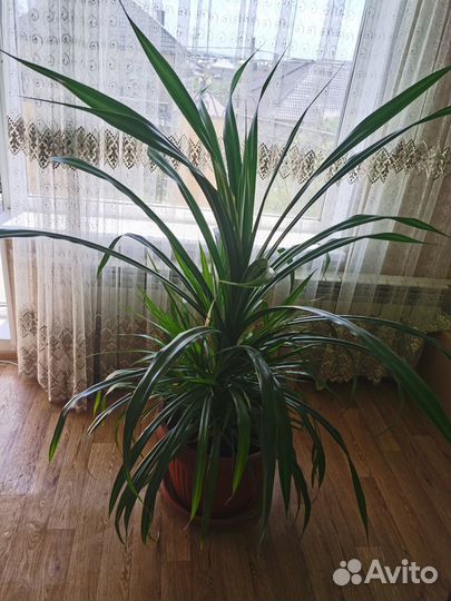 Цветок панданус