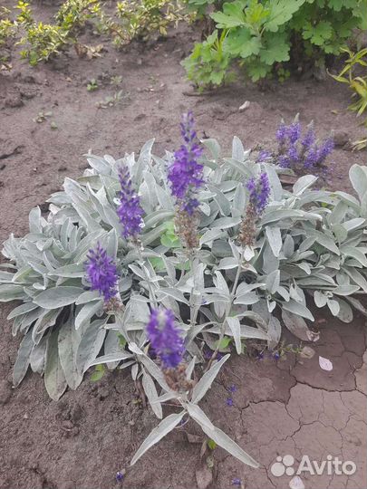 Многолетние цветы