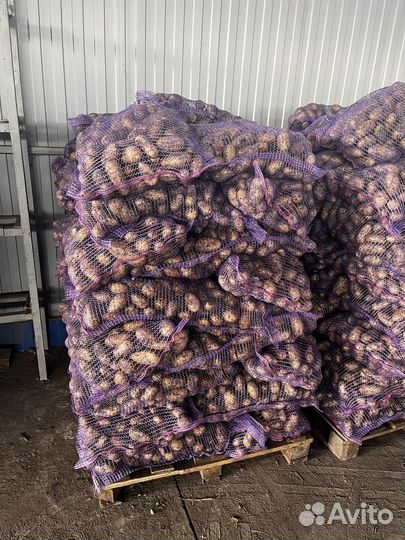 Картофель Королева Анна