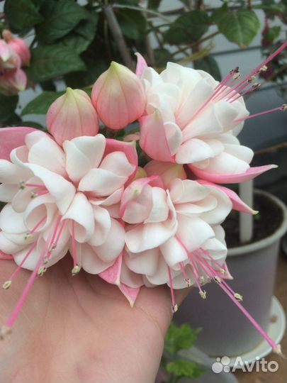 Фуксии сортовые