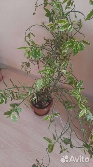 Комнатный цветок педилантус