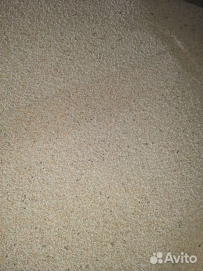 Горох кормовой