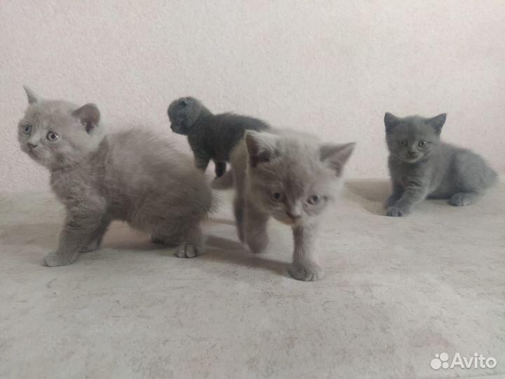Британские котята