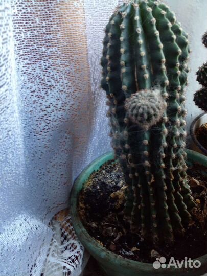 Лимон.Кактус.Опунция.Алоэ.Флорариум.Комнатные раст