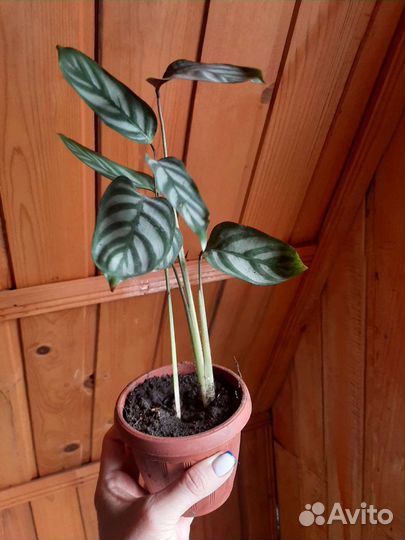 Отростки Ктенанта и Строманта