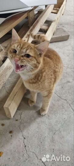 Котики бесплатно в добрые руки