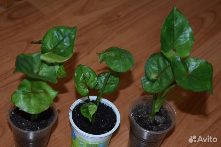 Сингониумы 2