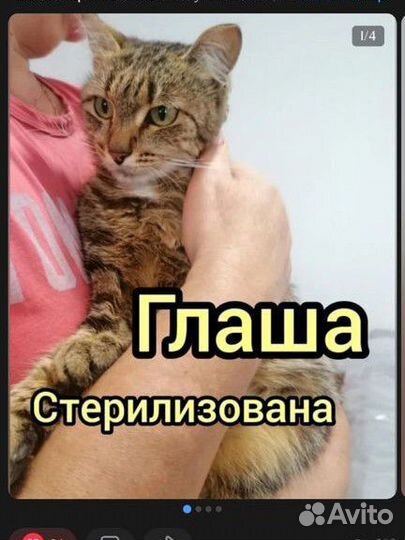 Кошка в дар бесплатно