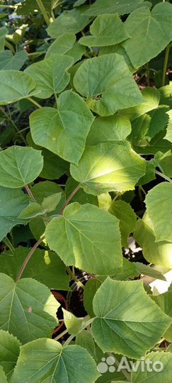 Павловиния