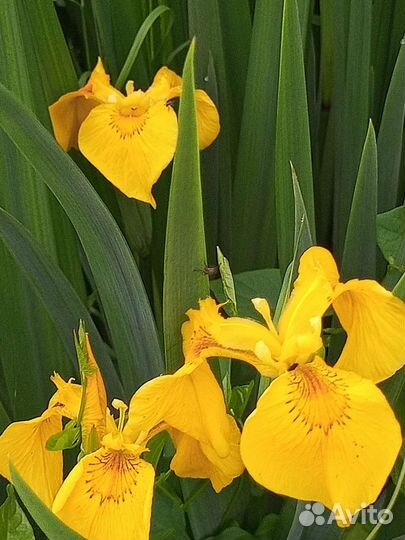 Ирис и другие цветы