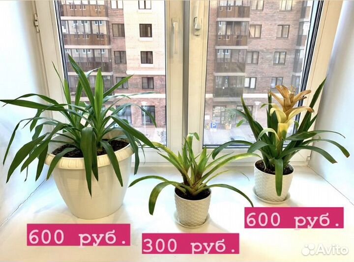 Алоэ, гузмания, юкка, кроссандра, глоксиния