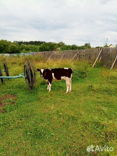 Корова и телёнок