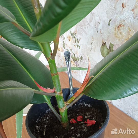 Фикус каучуконосный