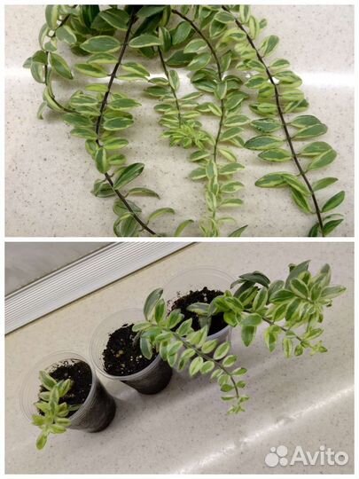 Папоротник Тигр, бегонии, разные растения