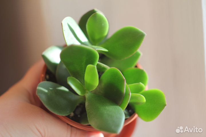 Crassula ovala /денежное дерево/ толстянка
