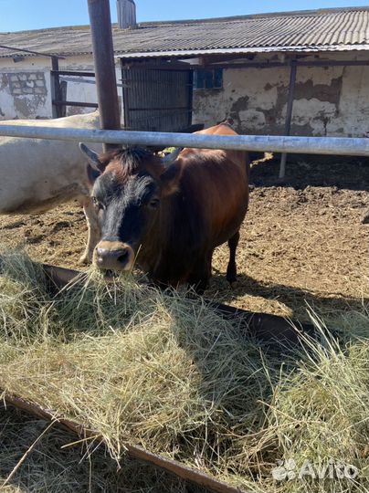 Джерсийская телка