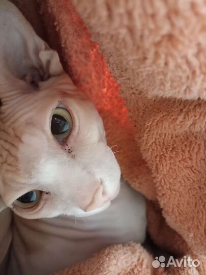 Ищем невесту