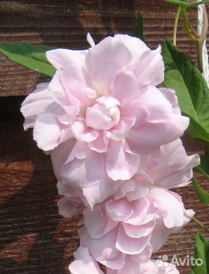Сибирская роза (быстрорастущая лиана)