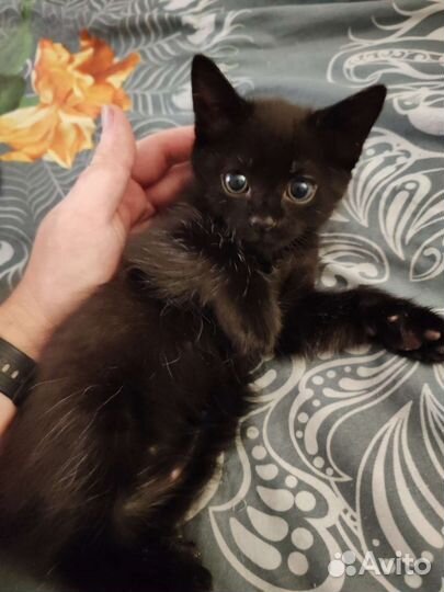 Британские котята