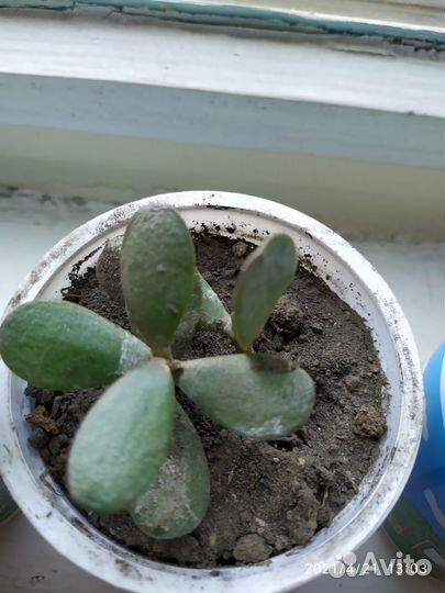 Денежное дерево толстянка лечебная