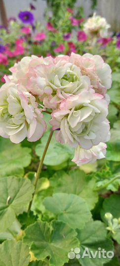 Пеларгония сортоввя