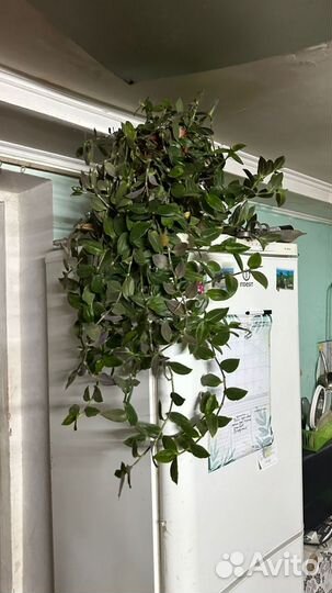 Комнатный цветок Традесканция