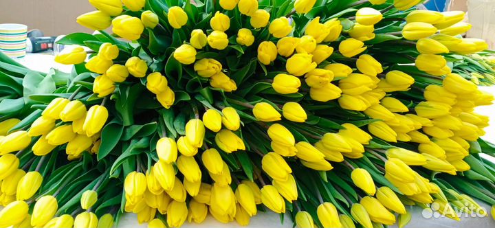 Тюльпаны оптом