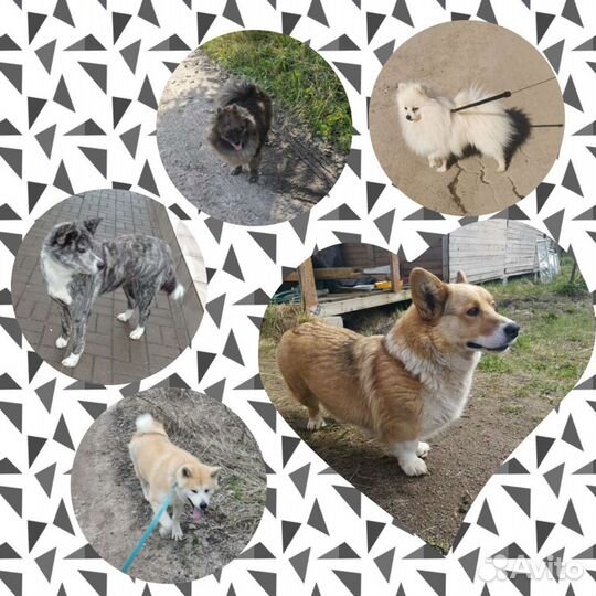 Передержка собак