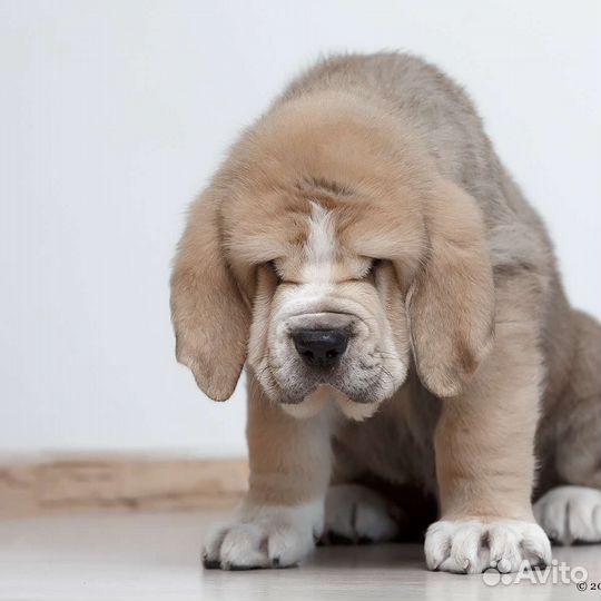 Щенки Алабая