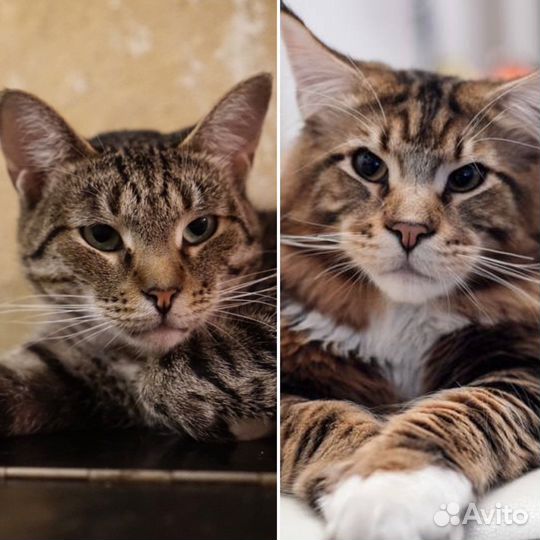 Анфиса терпеливым людям