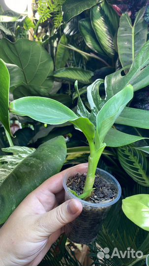 Банановая пальма