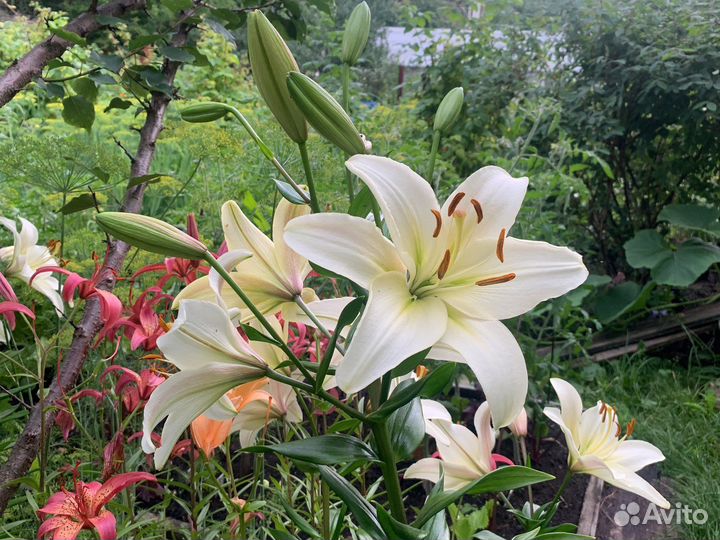 Белые лилии