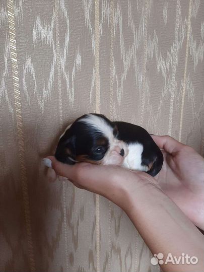 Очаровательная девочка кавалерочка