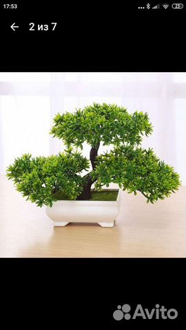 Интерьерное дерево-бансай