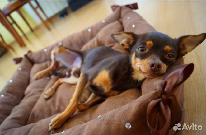 Зоогостиница (Передержка) Зооняня