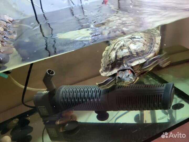 Черепаха с аквариумом