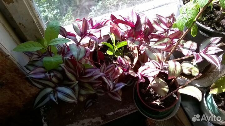 Традесканция